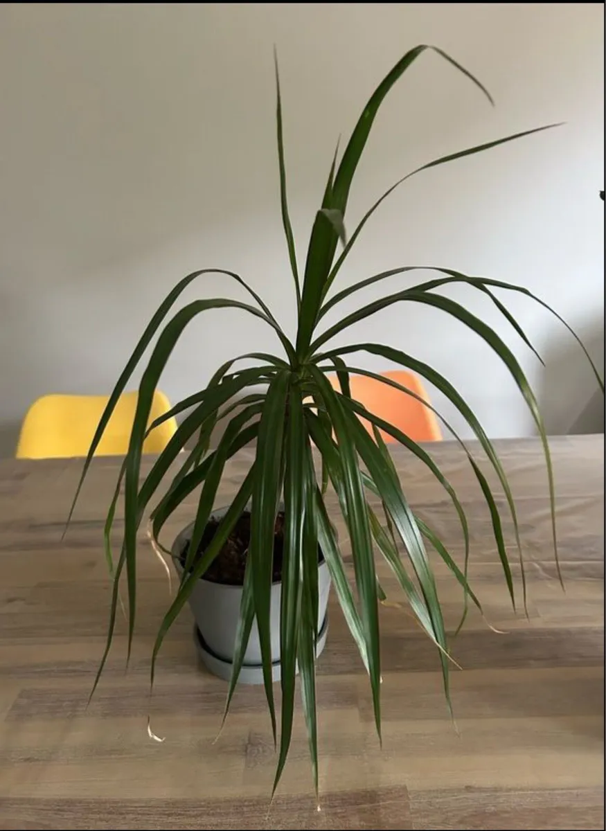 Dracaena Margitana / dragon tree indoor plant - Image 1