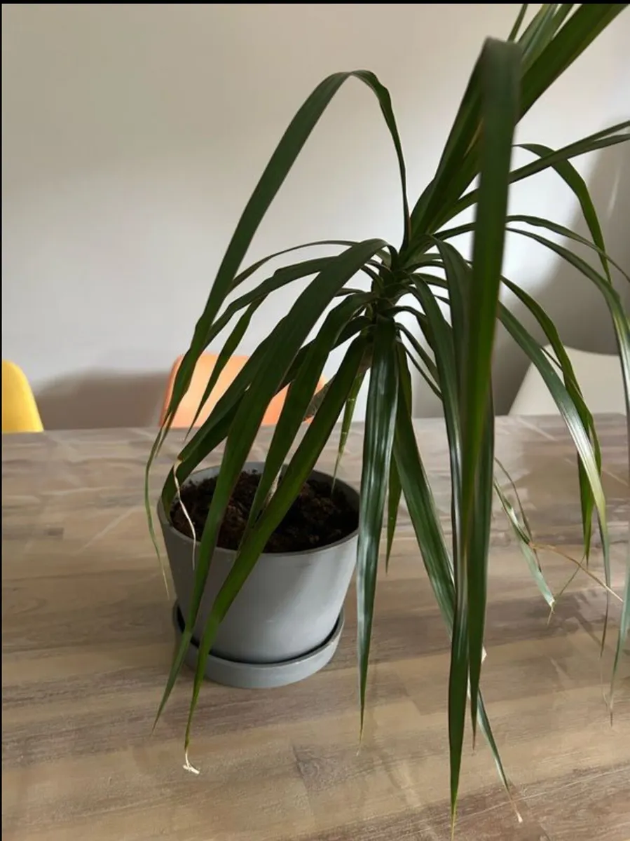 Dracaena Margitana / dragon tree indoor plant - Image 2