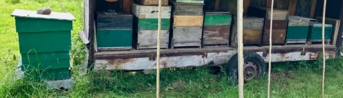 Beehives and Nucs for sale - Image 1