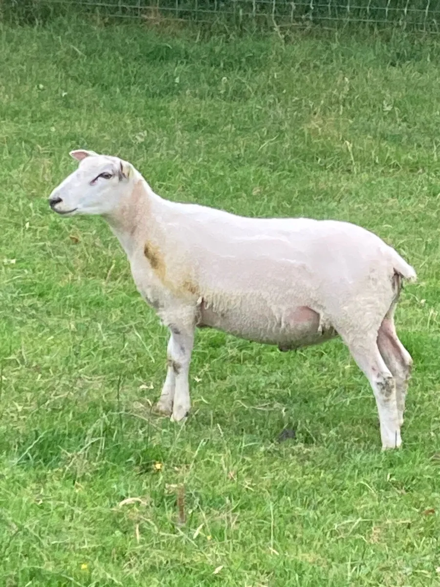 Belclare Ram - Image 1