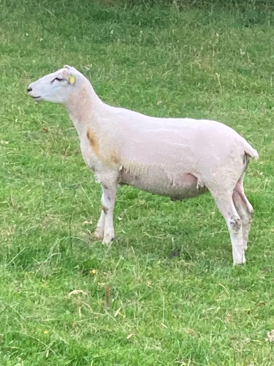 Belclare Ram - Image 2