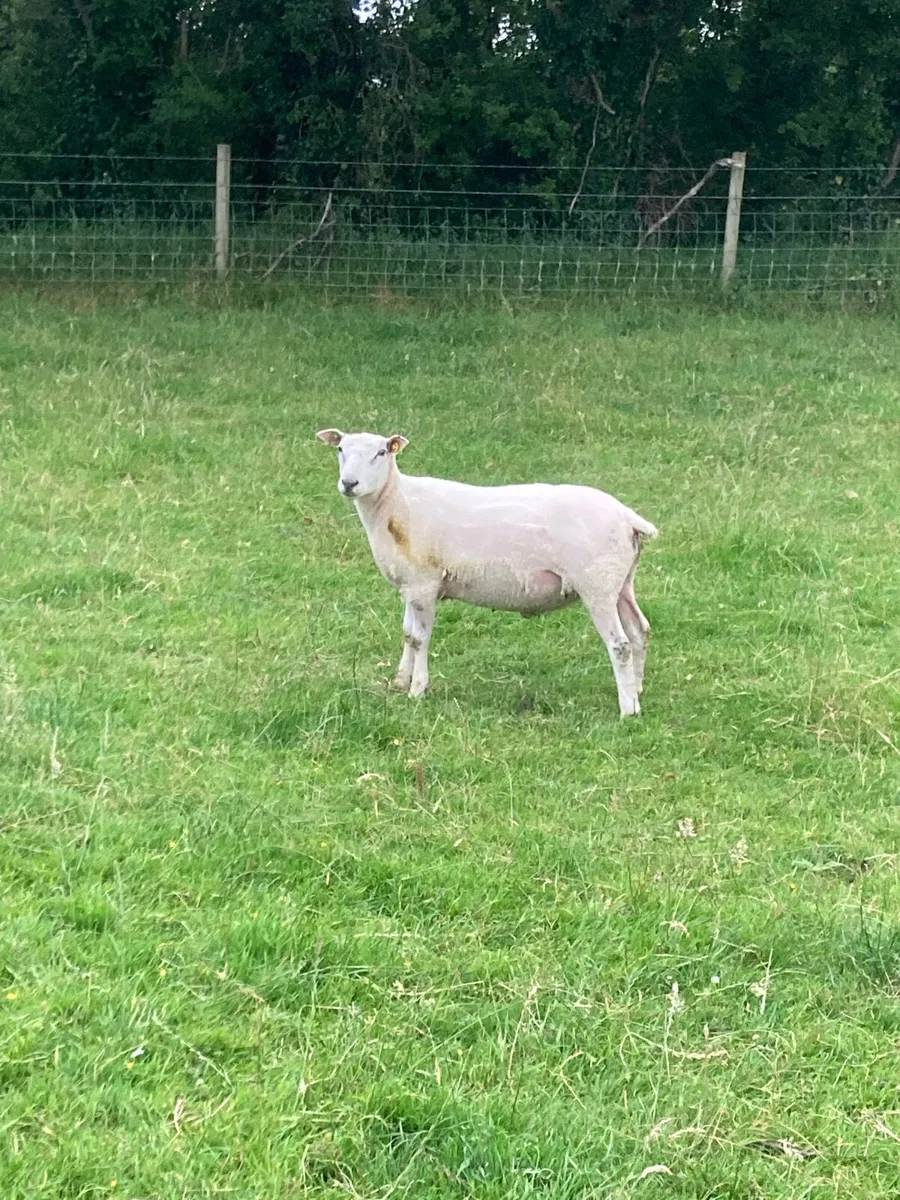 Belclare Ram - Image 3