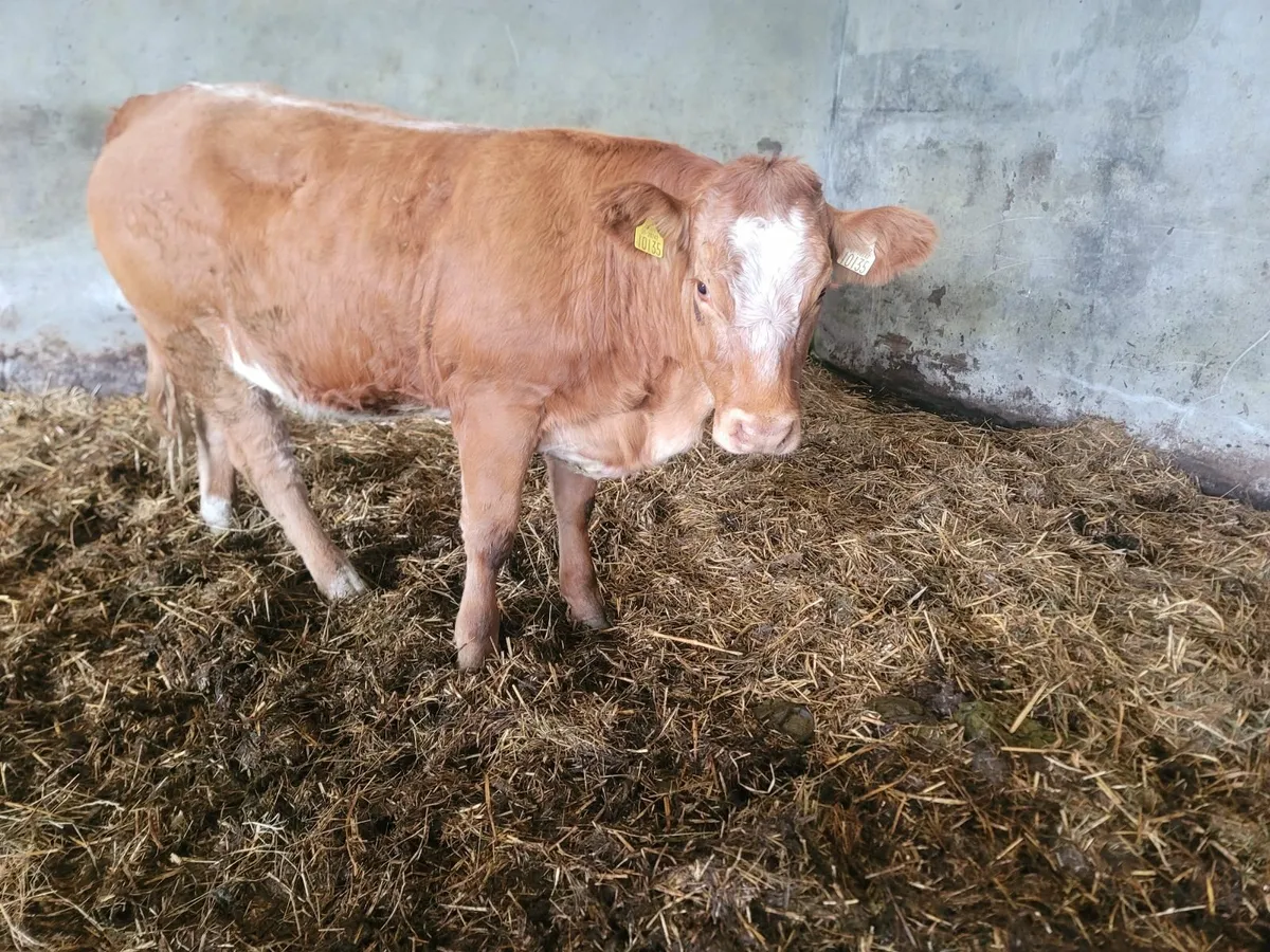 Heifers - Image 1