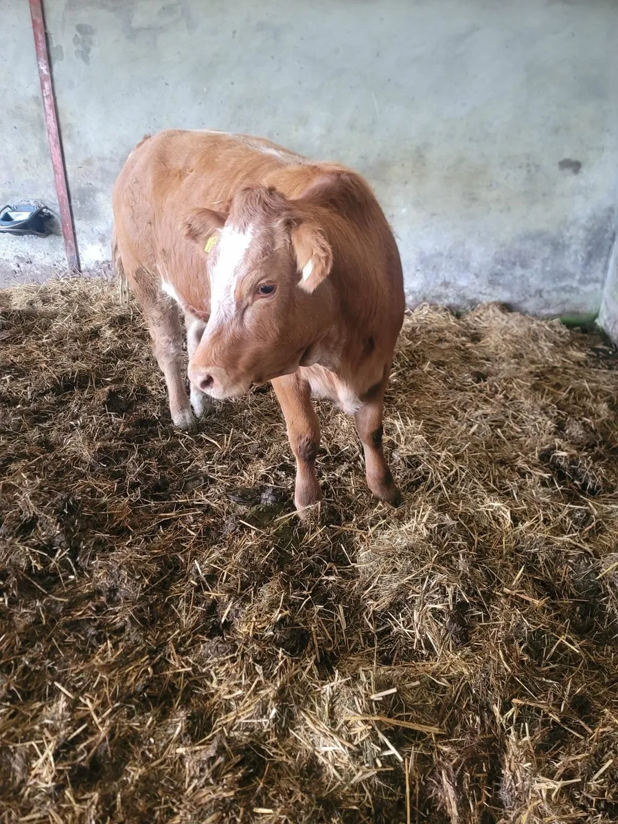 Heifers - Image 2