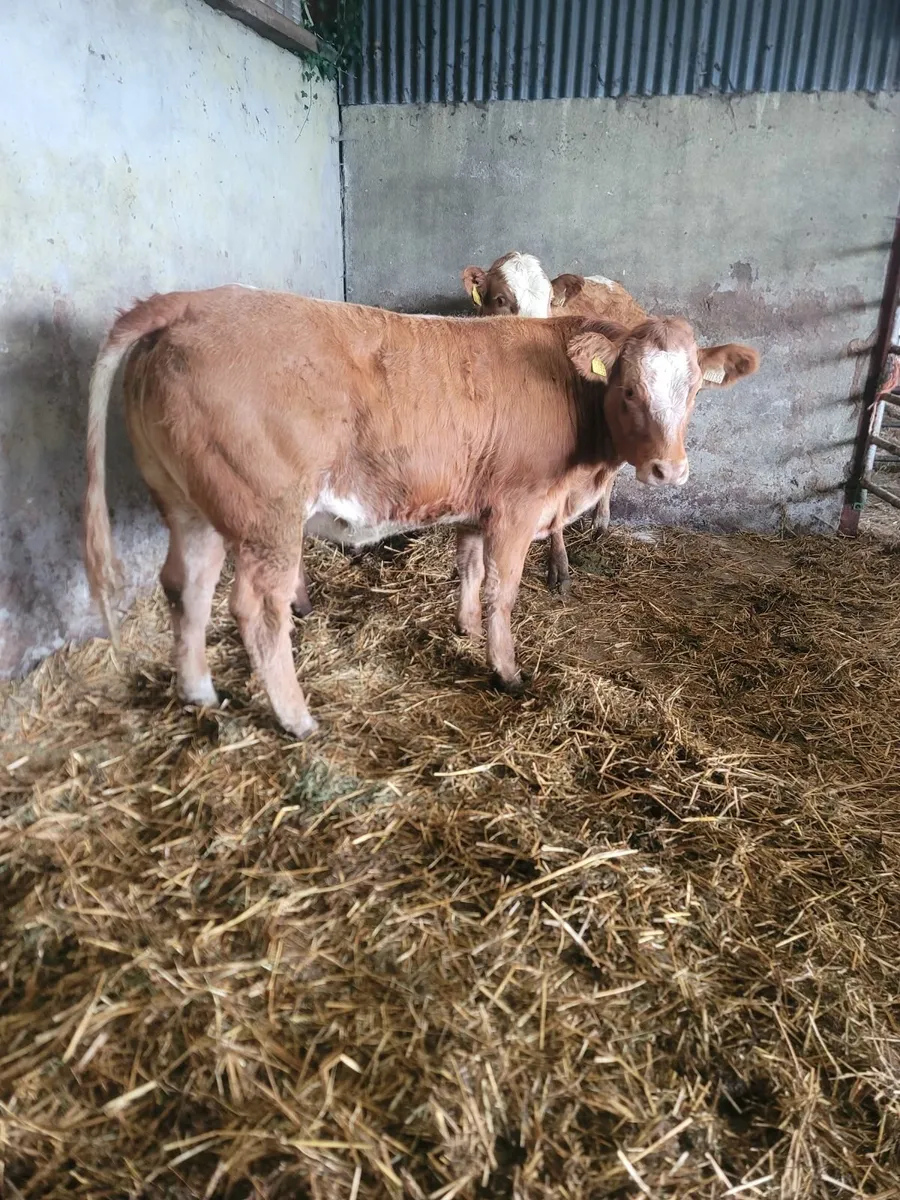 Heifers - Image 3
