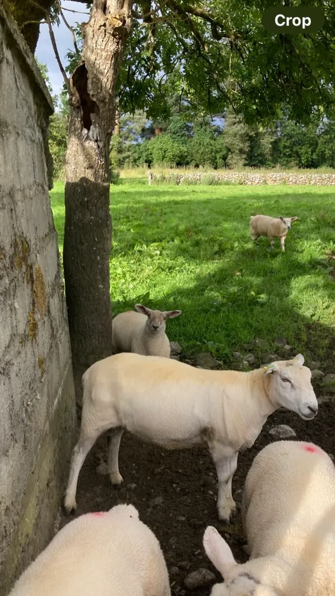 Belclare Ram - Image 4