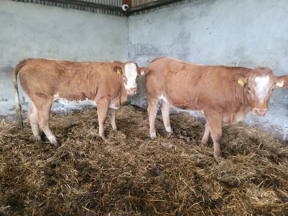 Heifers - Image 4