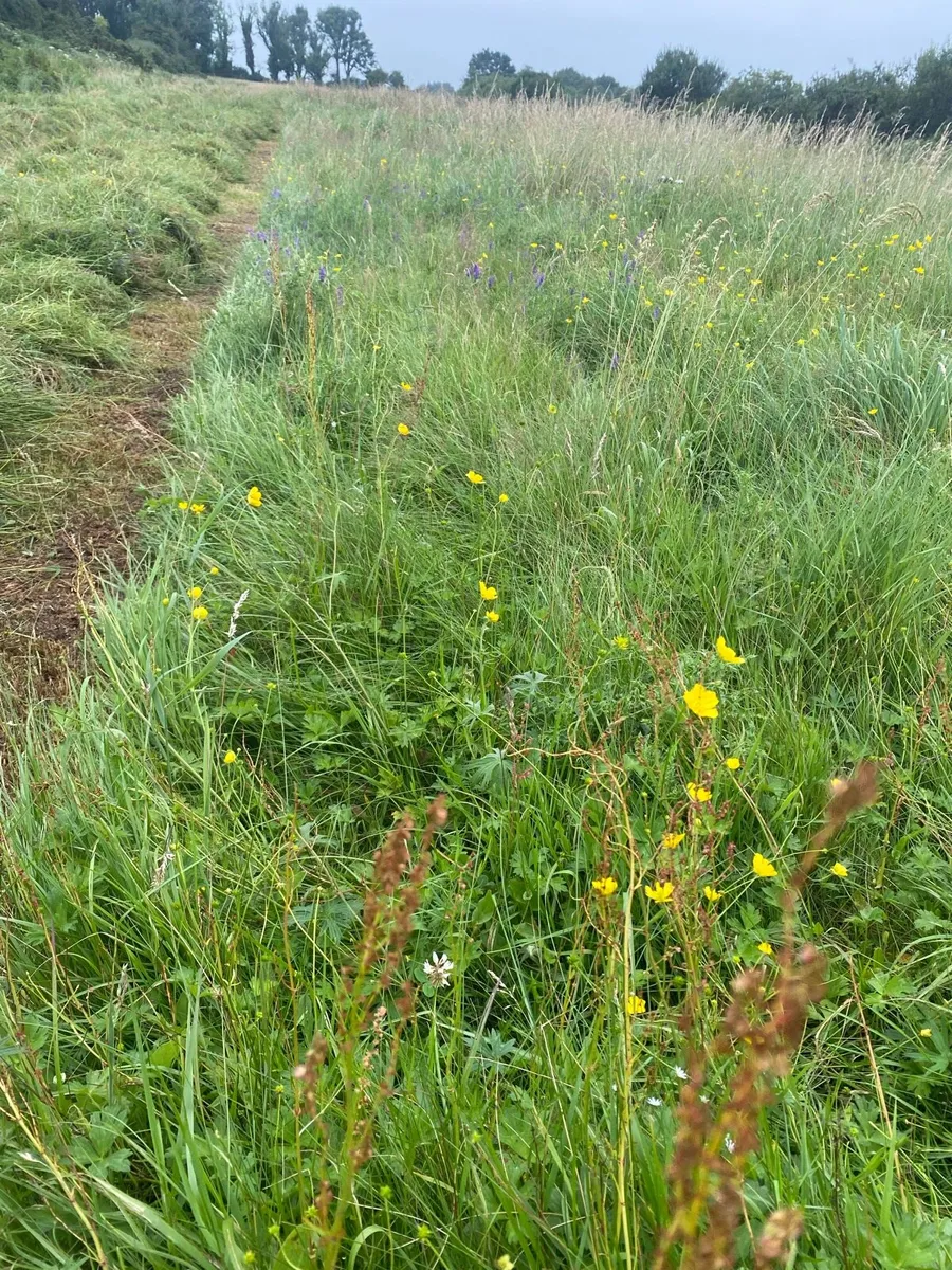 Organic silage - Image 1