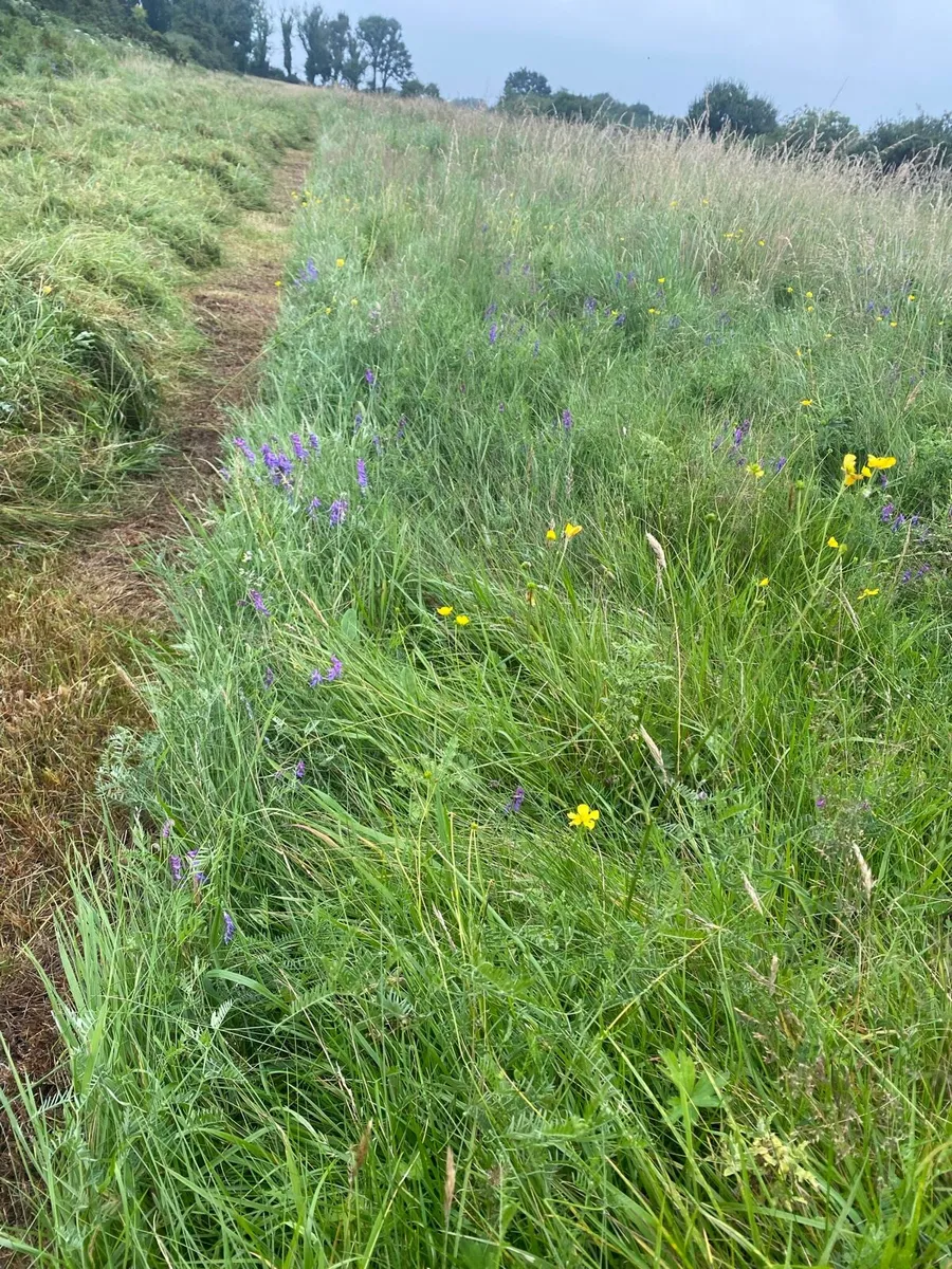 Organic silage - Image 2