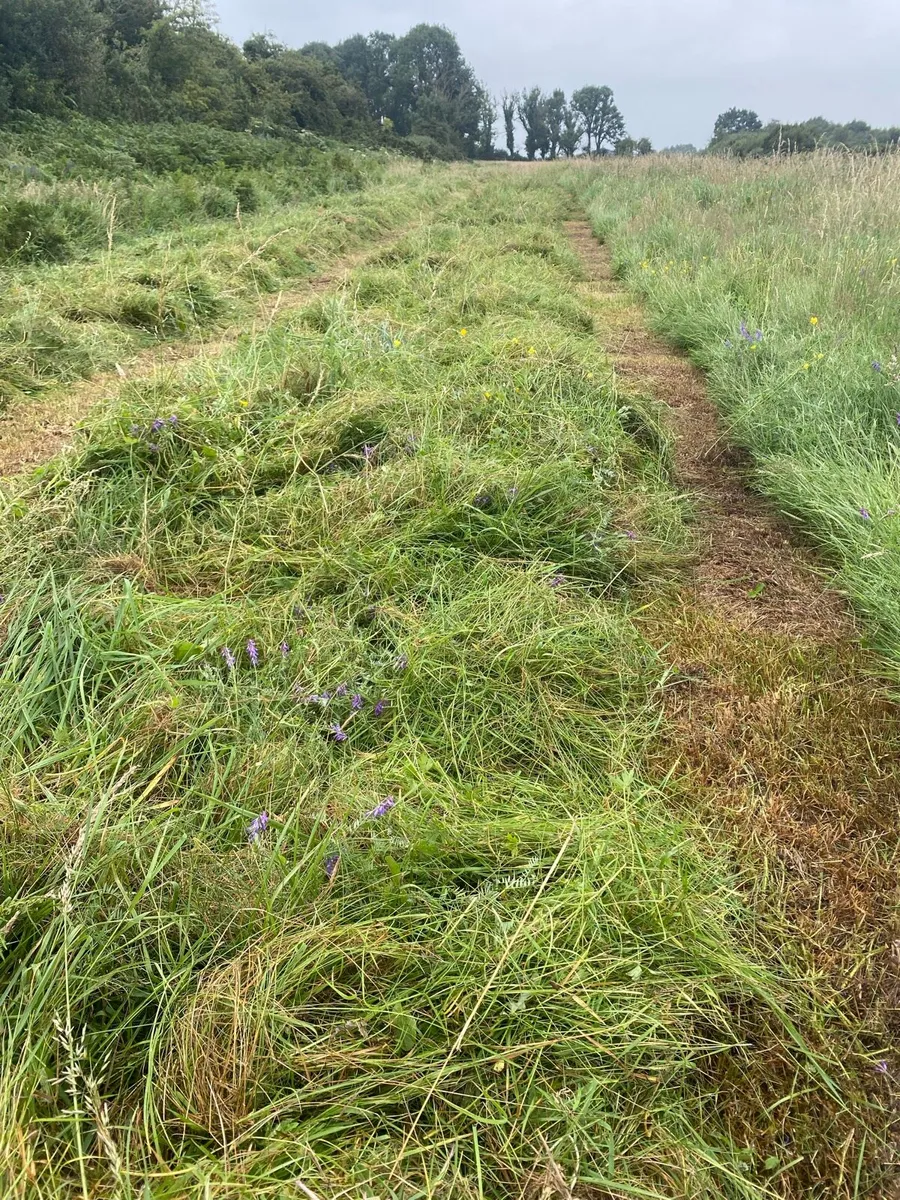 Organic silage - Image 3