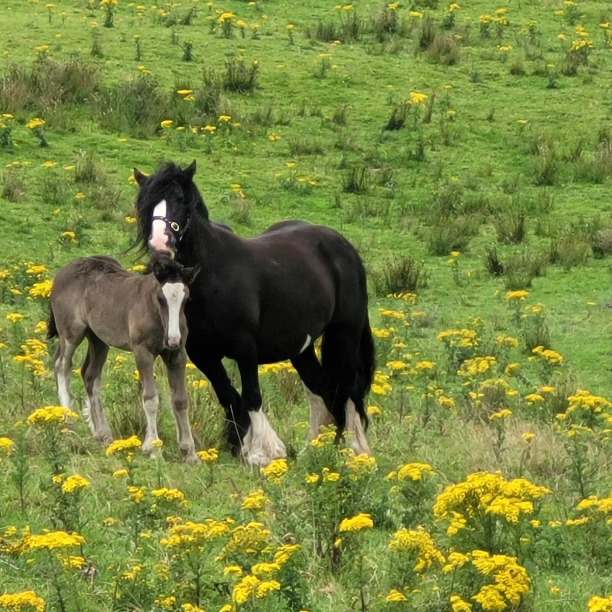 Horse and foal - Image 1
