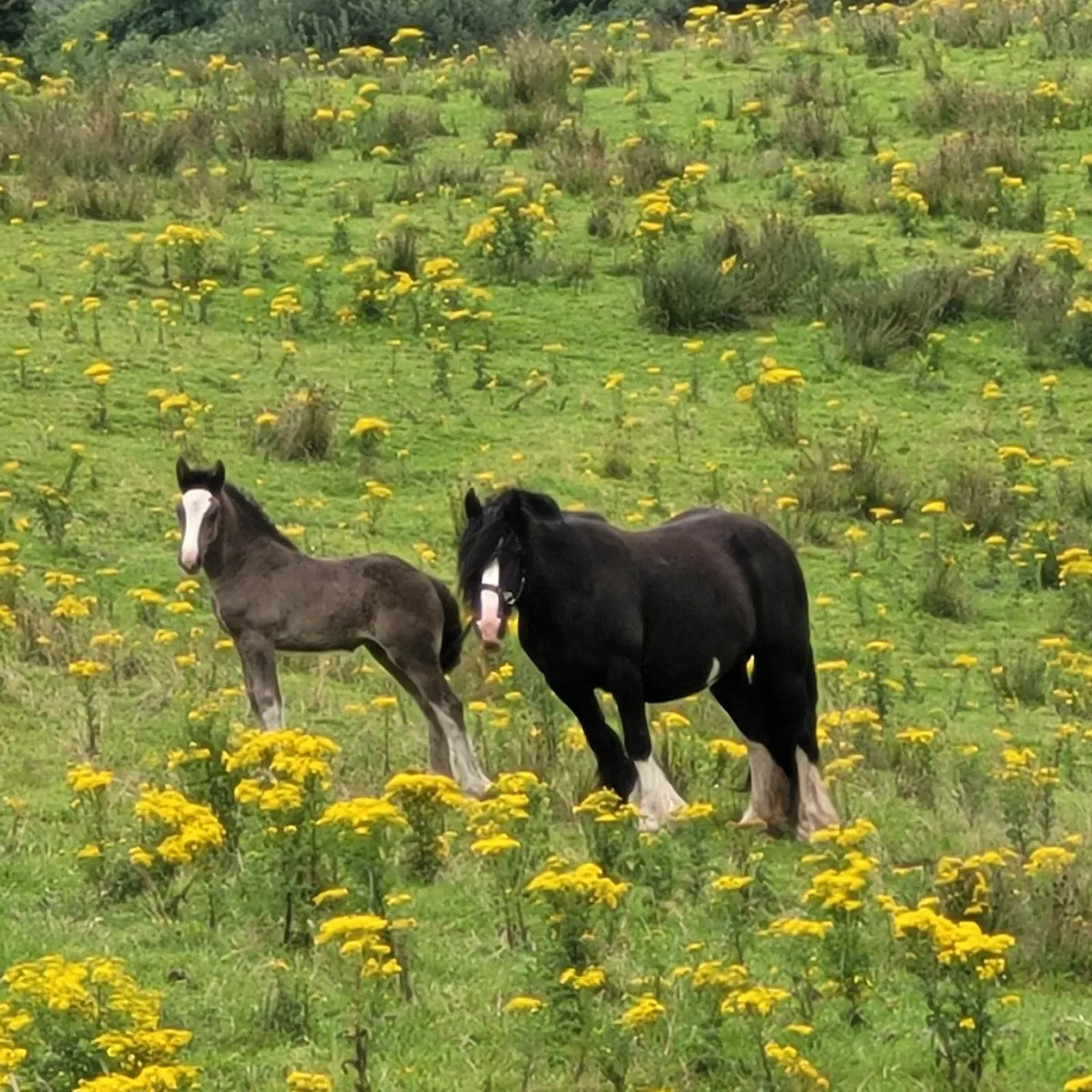 Horse and foal - Image 2