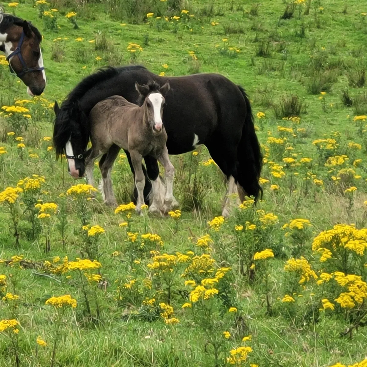 Horse and foal - Image 3