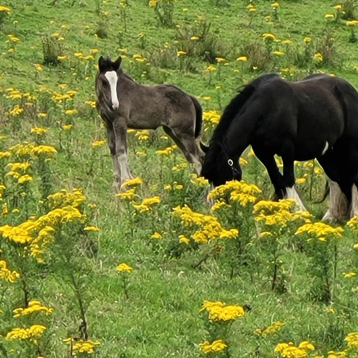 Horse and foal - Image 4