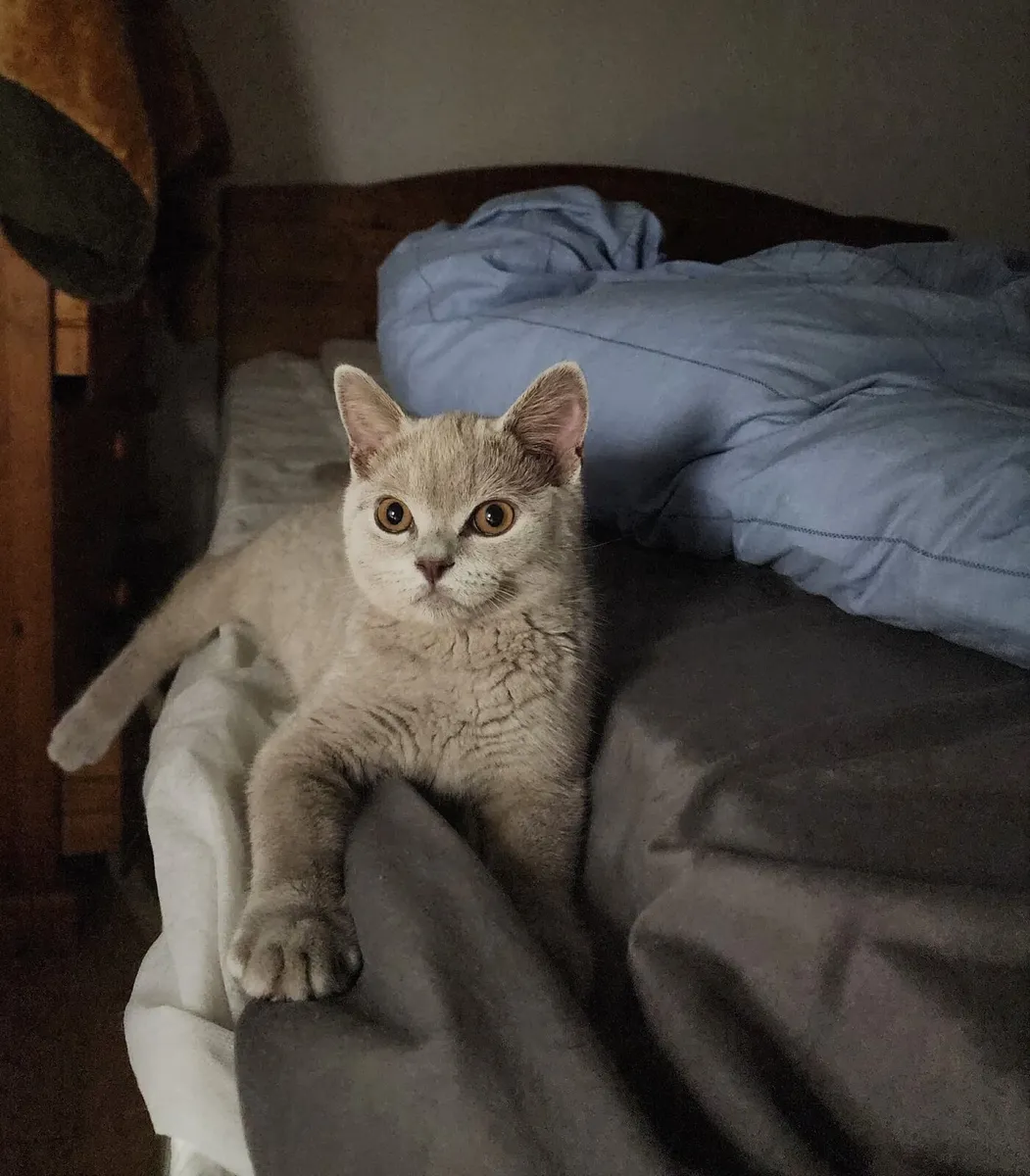 British shorthair Male - Image 1