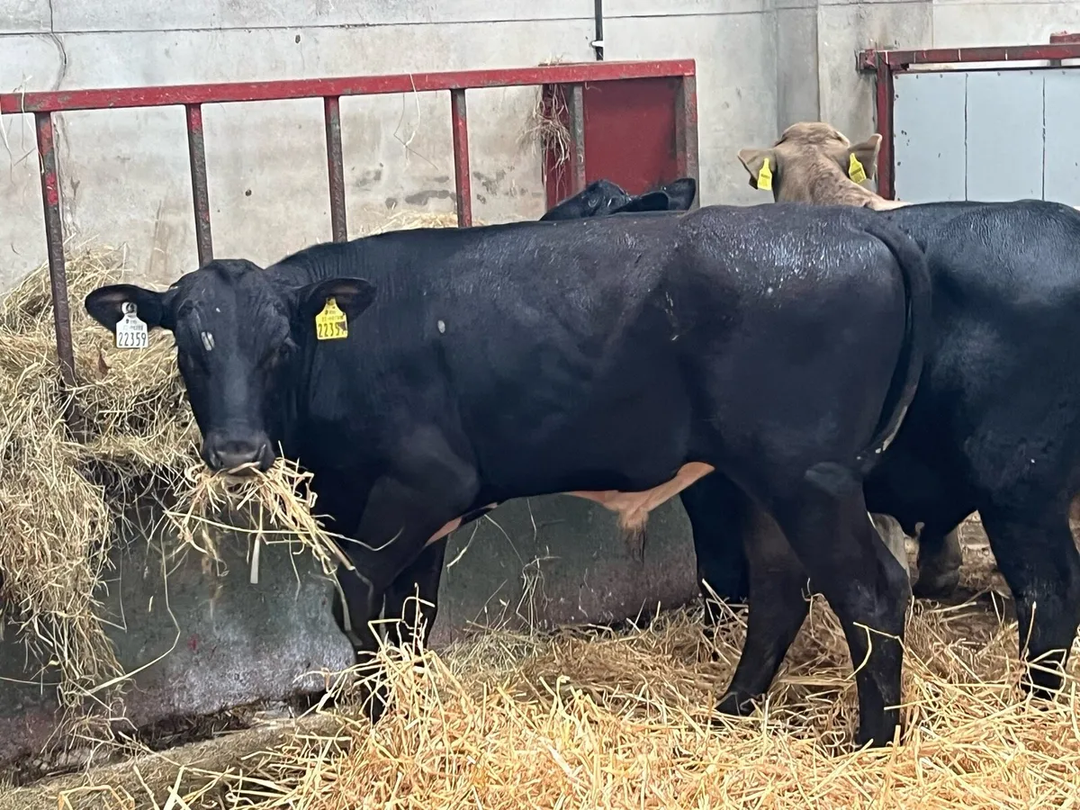 Super AA & CH Bull Weanlings - Image 1