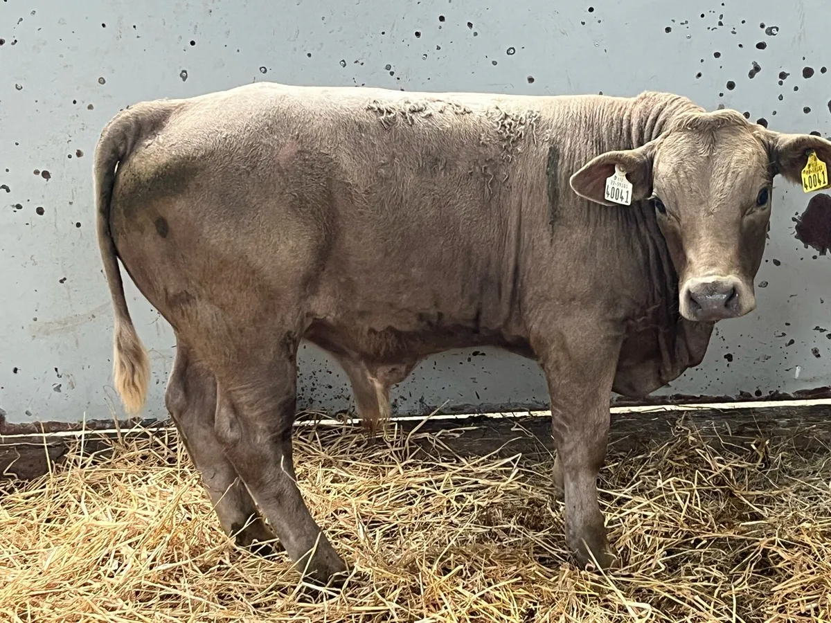 Super AA & CH Bull Weanlings - Image 2