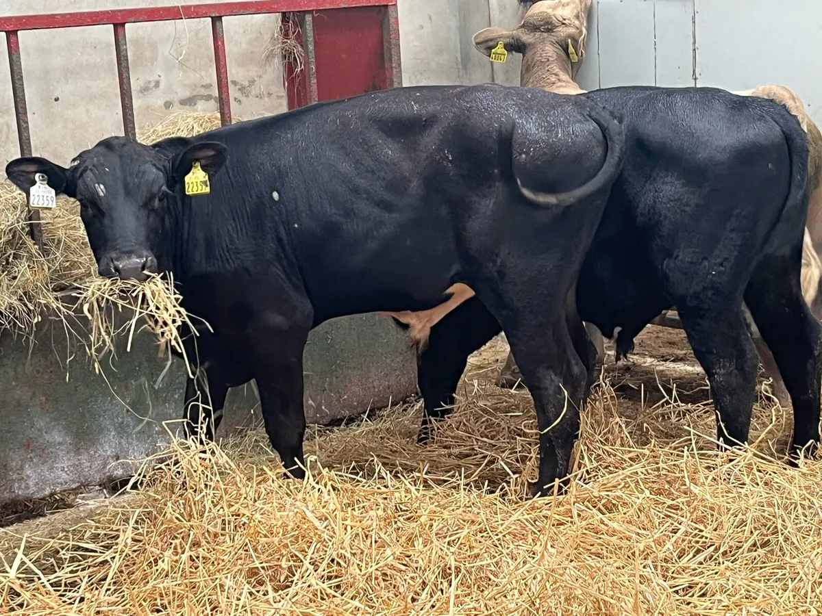 Super AA & CH Bull Weanlings - Image 3