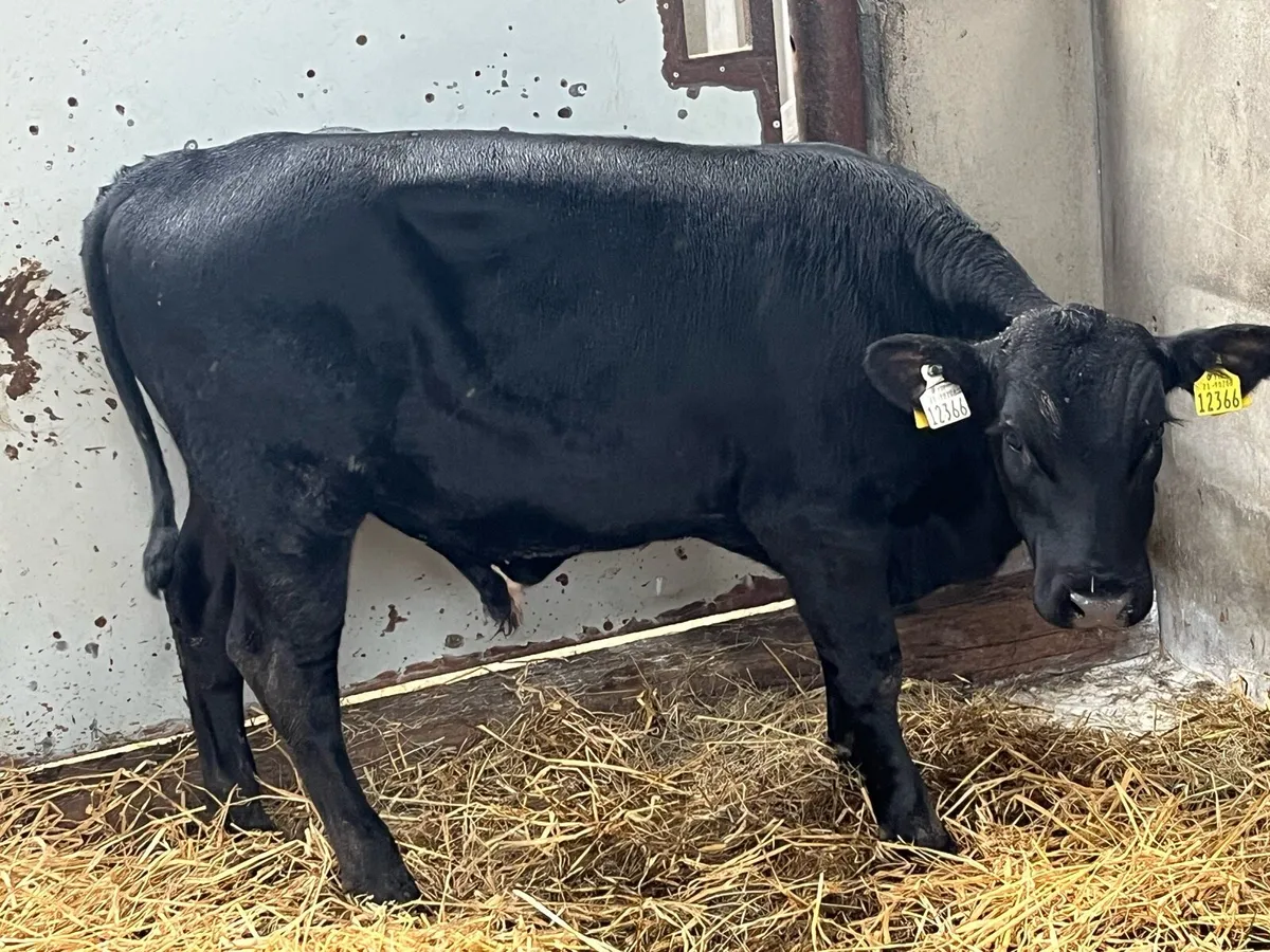 Super AA & CH Bull Weanlings - Image 4