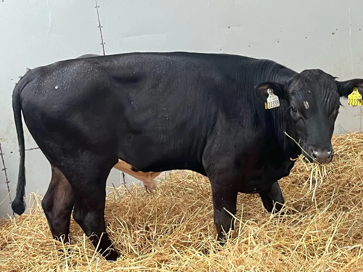 Super AA Bull Weanlings - Image 4