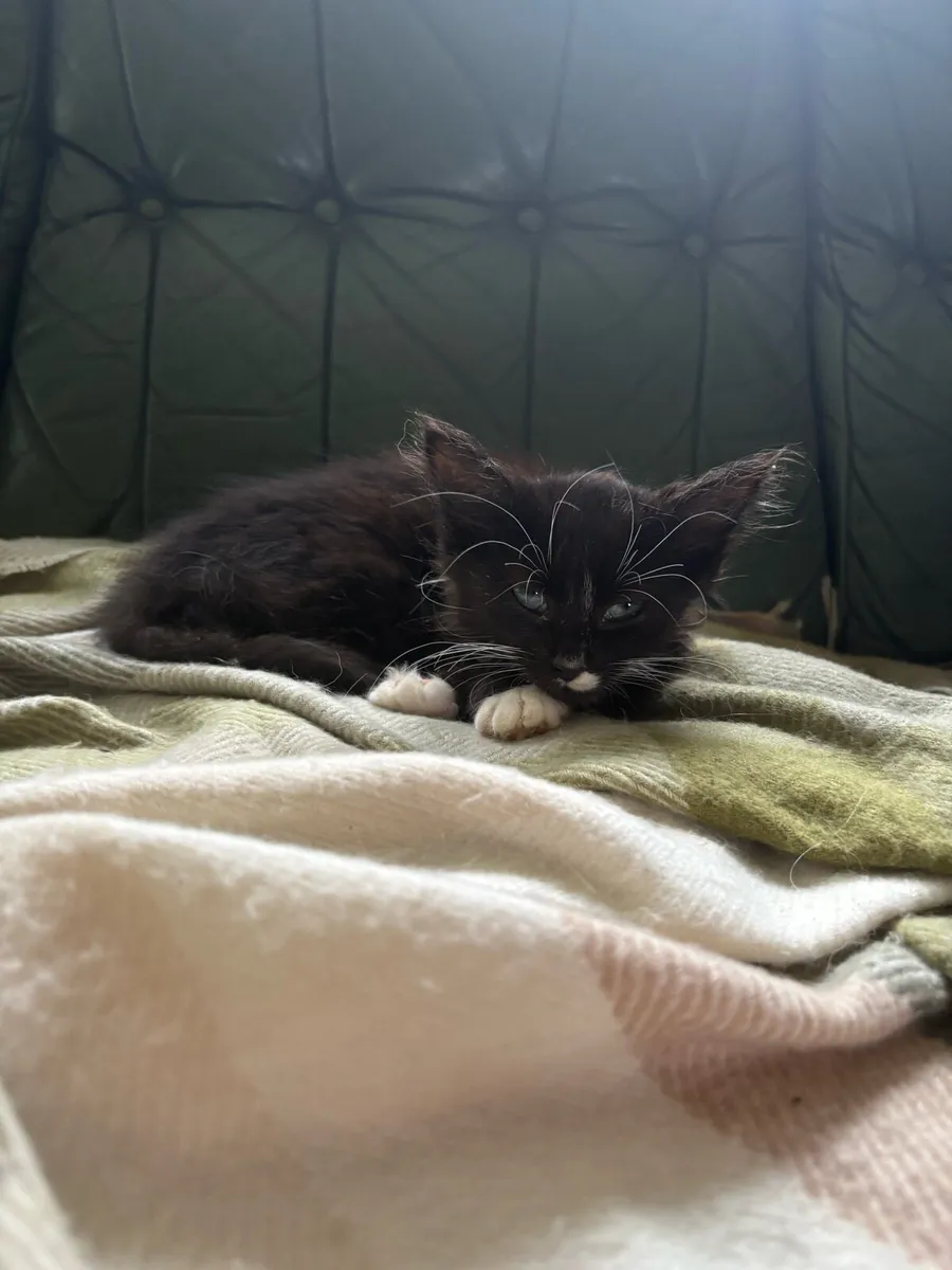 Beautiful friendly kittens - Image 3