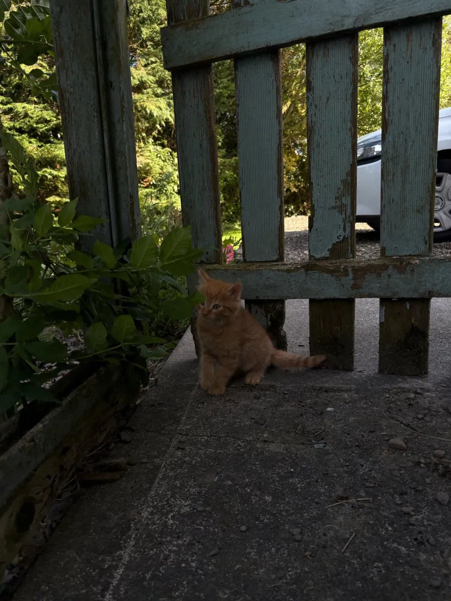Beautiful friendly kittens - Image 4