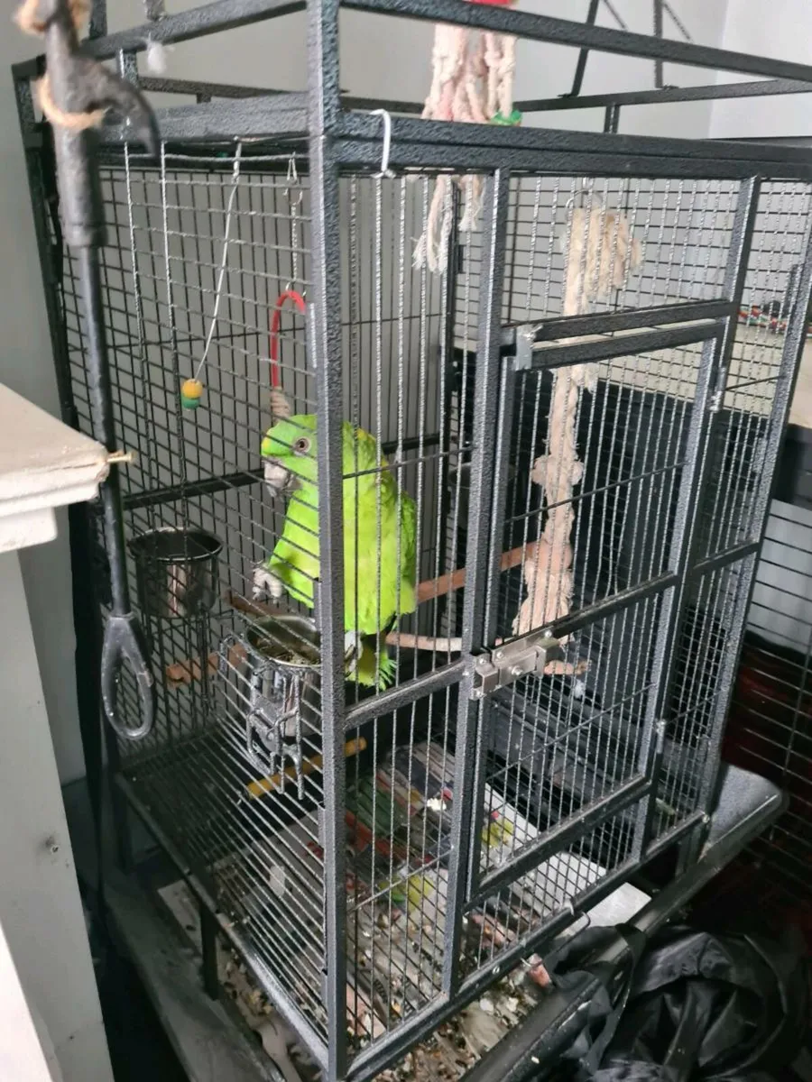 Yellow  named amazon parrot - Image 3