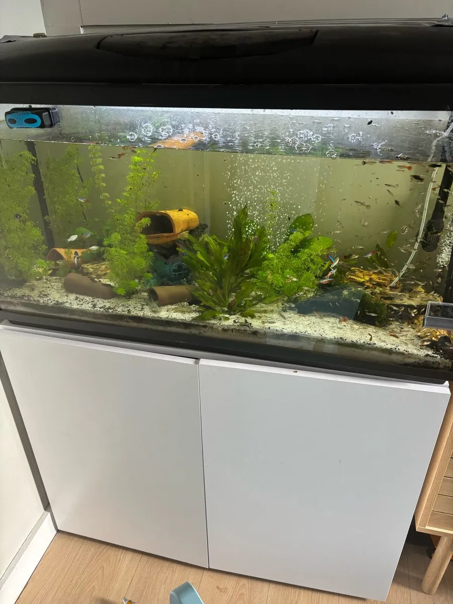 Fish tank+stand and stock - Image 1