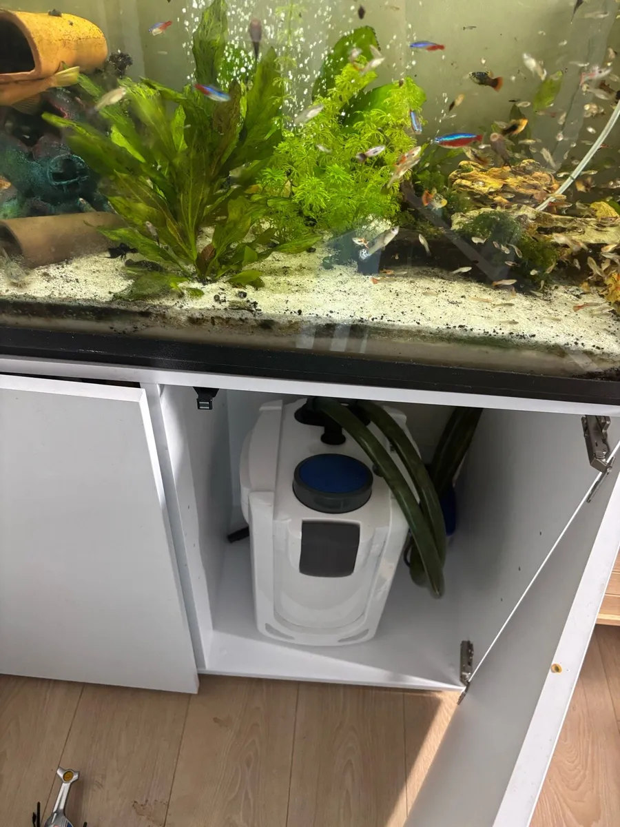 Fish tank+stand and stock - Image 2