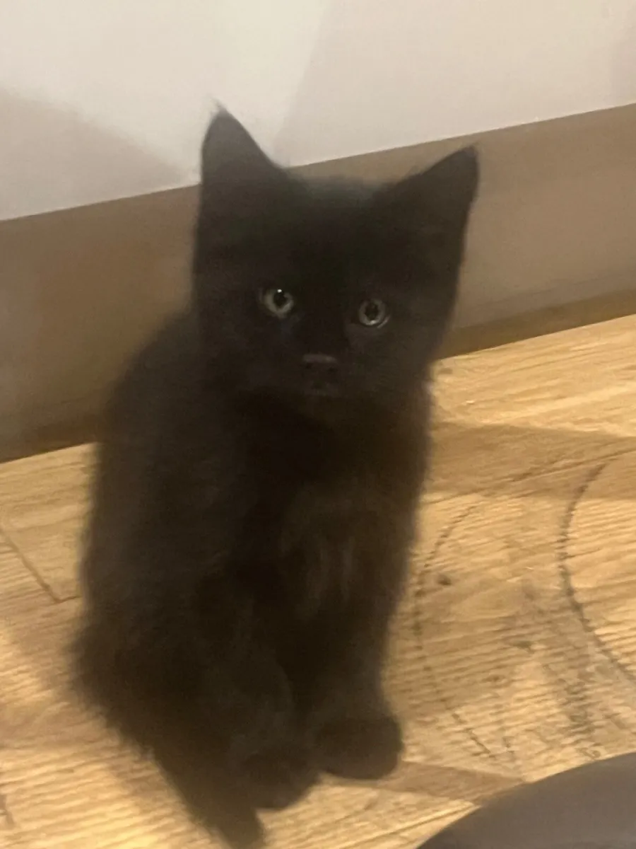 Kittens - Image 3