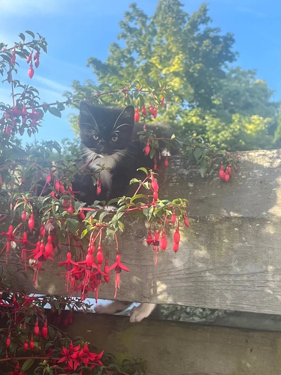 Kittens - Image 4