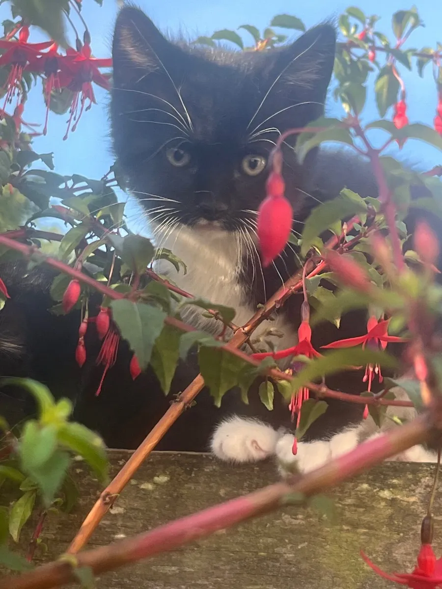 Kittens - Image 1