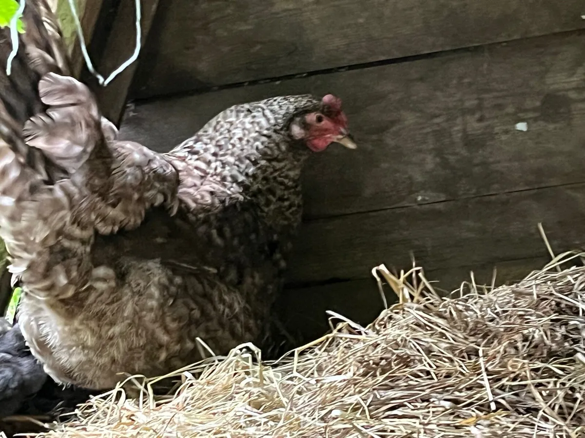 Broody Maran with Chickd - Image 2