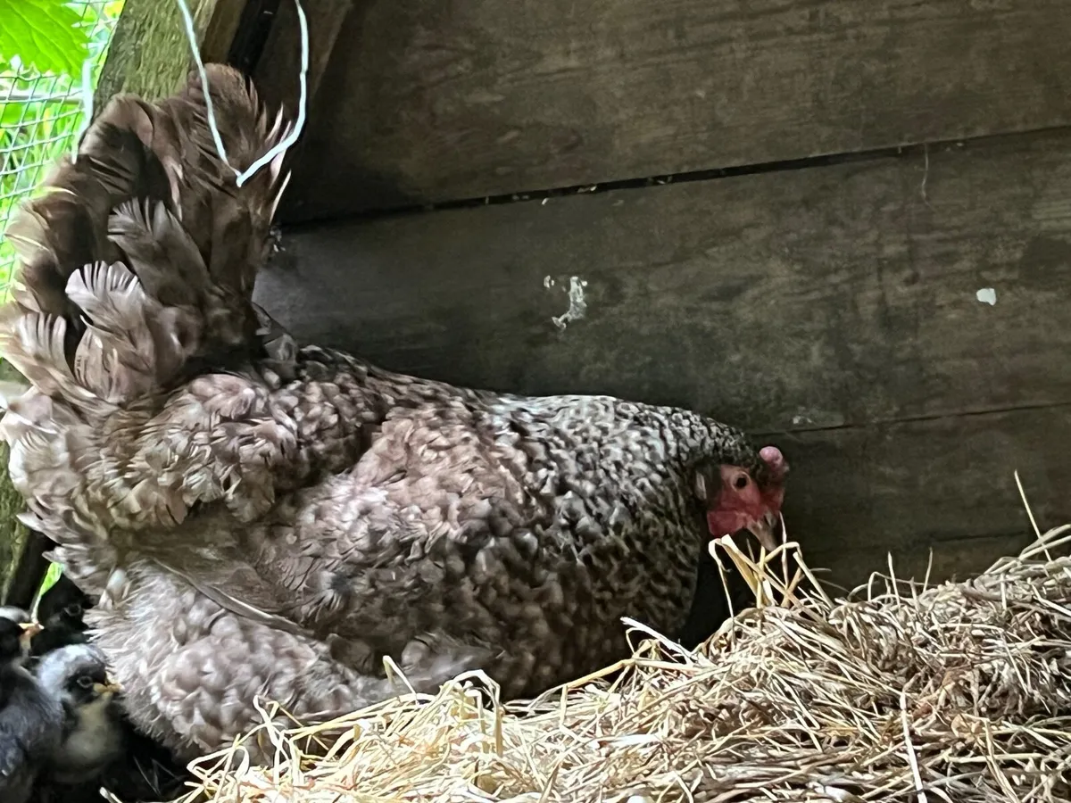 Broody Maran with Chickd - Image 3