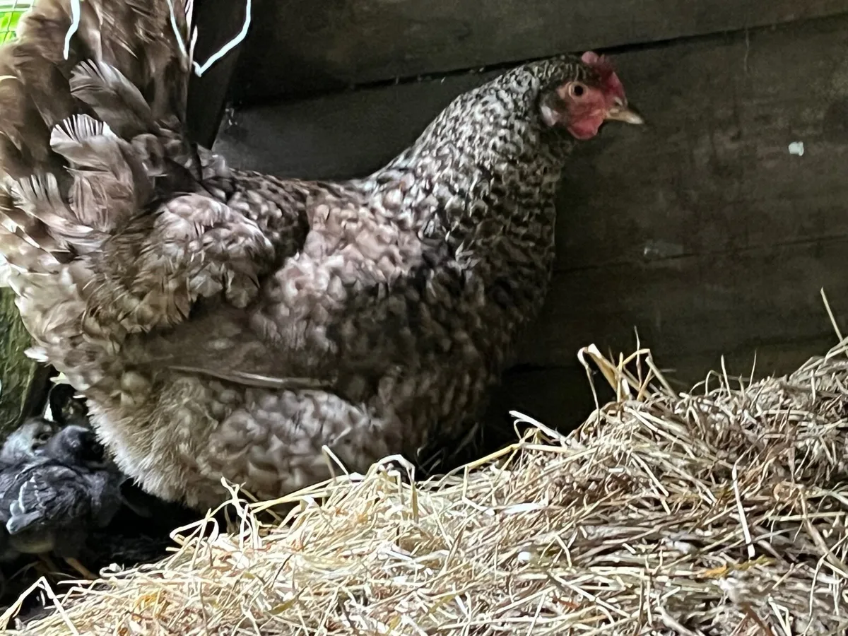 Broody Maran with Chickd - Image 4