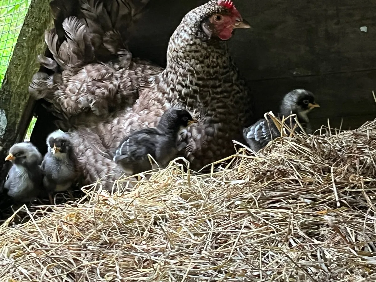 Broody Maran with Chickd - Image 1