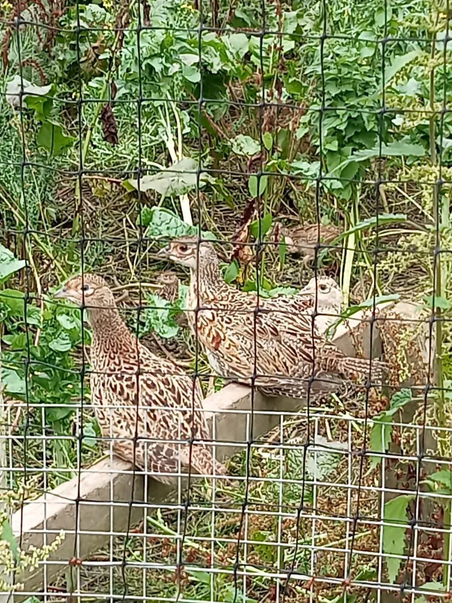 Pheasants - Image 1
