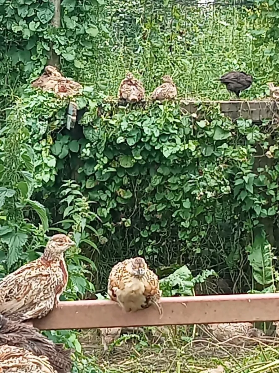 Pheasants - Image 2