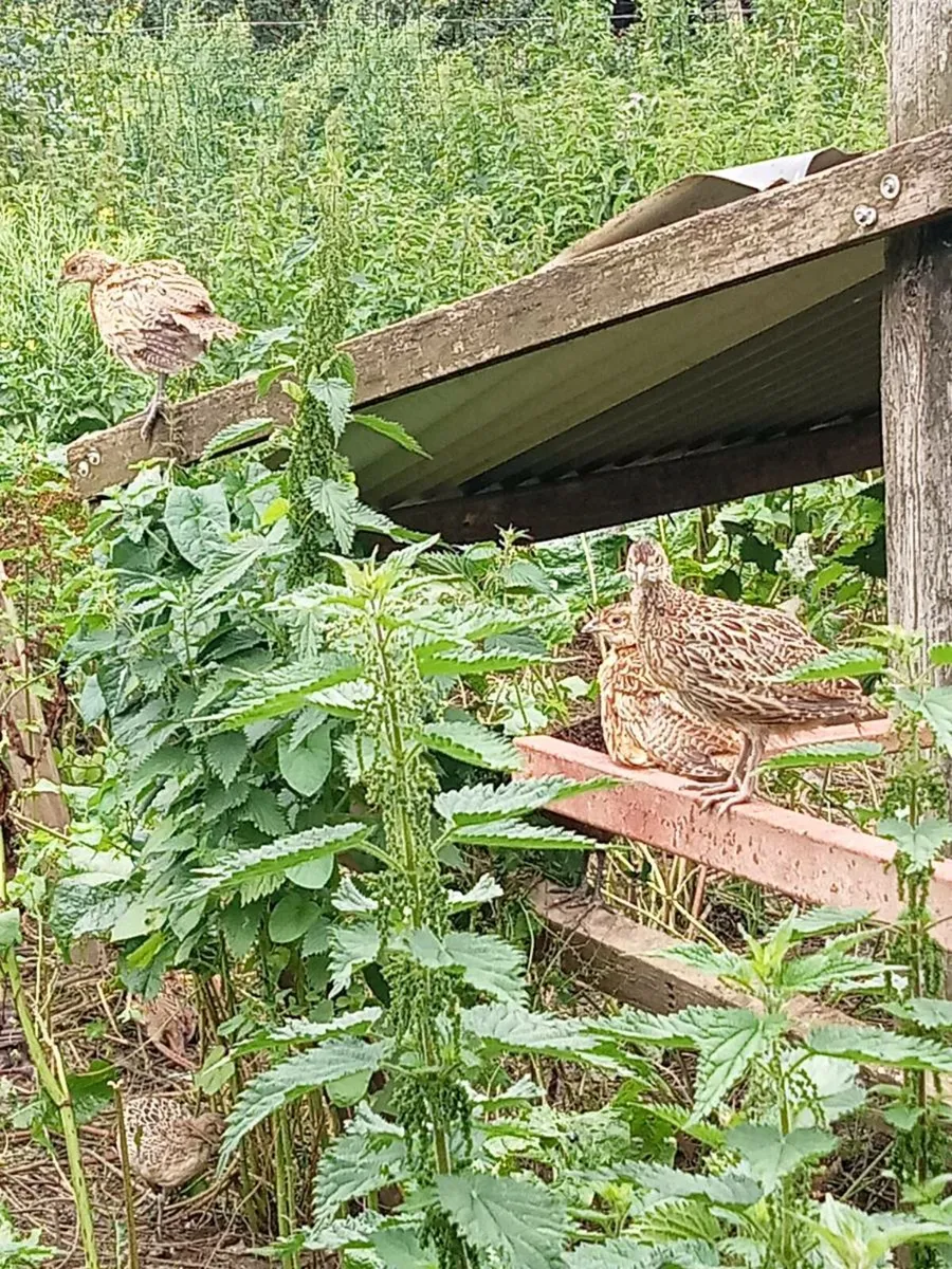 Pheasants - Image 3