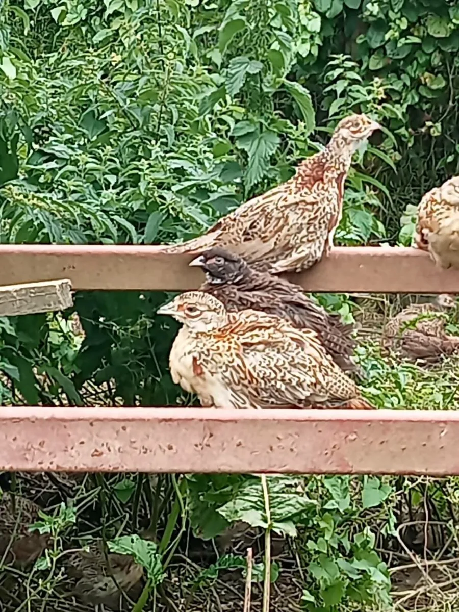 Pheasants - Image 4