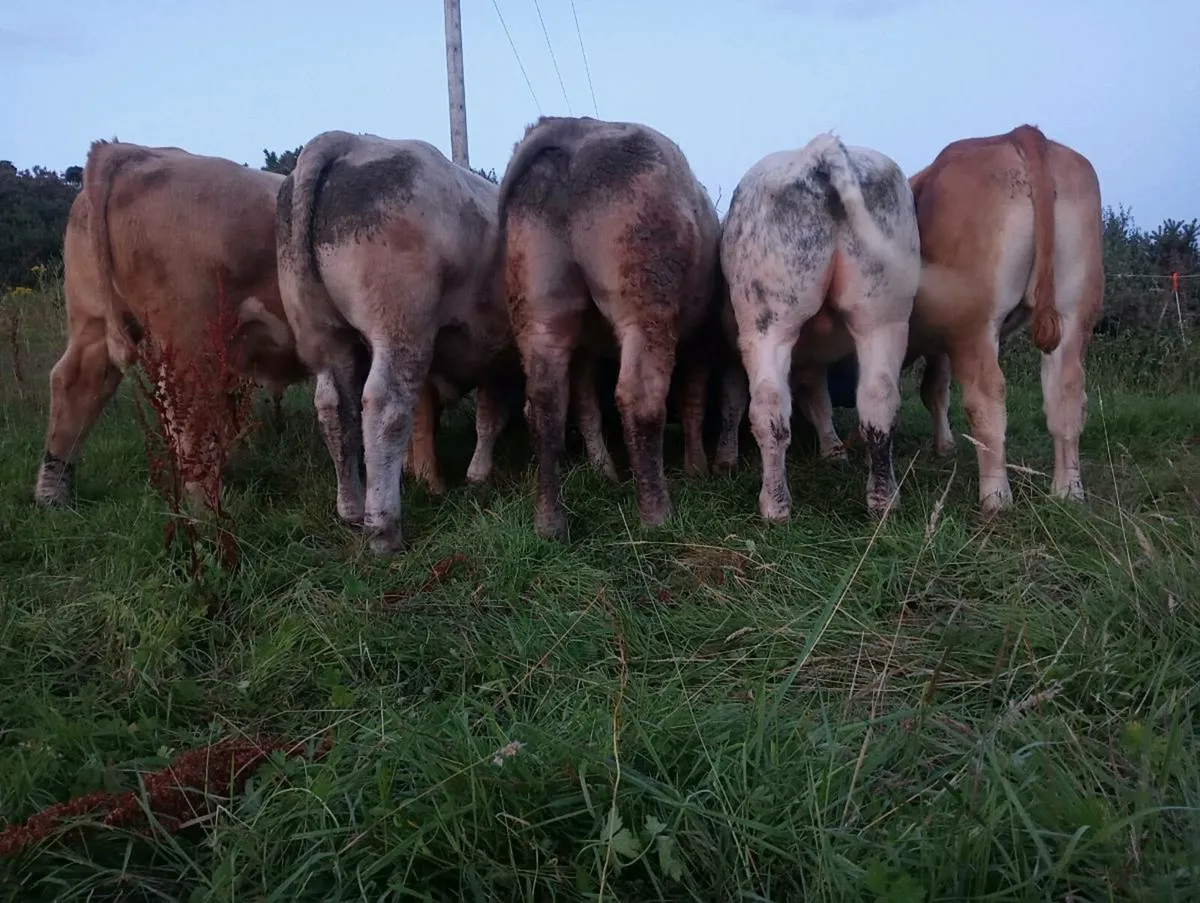 Organic Bullock's skibbereen mart next Fri 25th - Image 2
