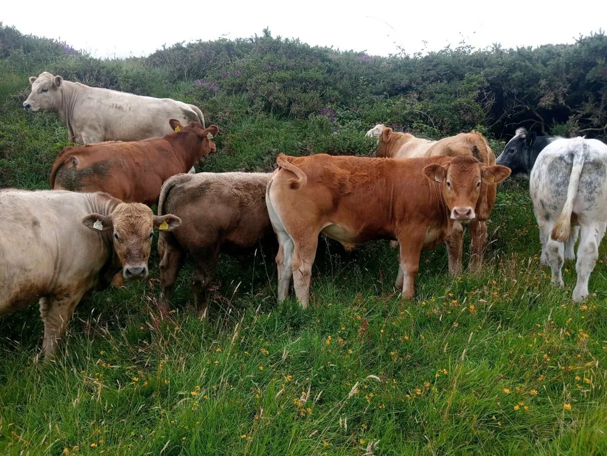 Organic Bullock's skibbereen mart next Fri 25th - Image 4