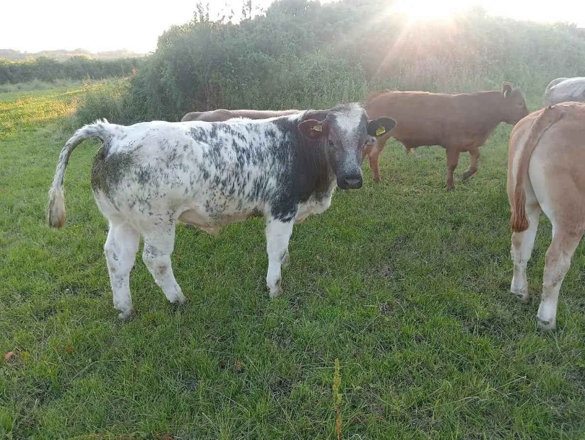 Organic Bullock's skibbereen mart next Fri 25th - Image 1
