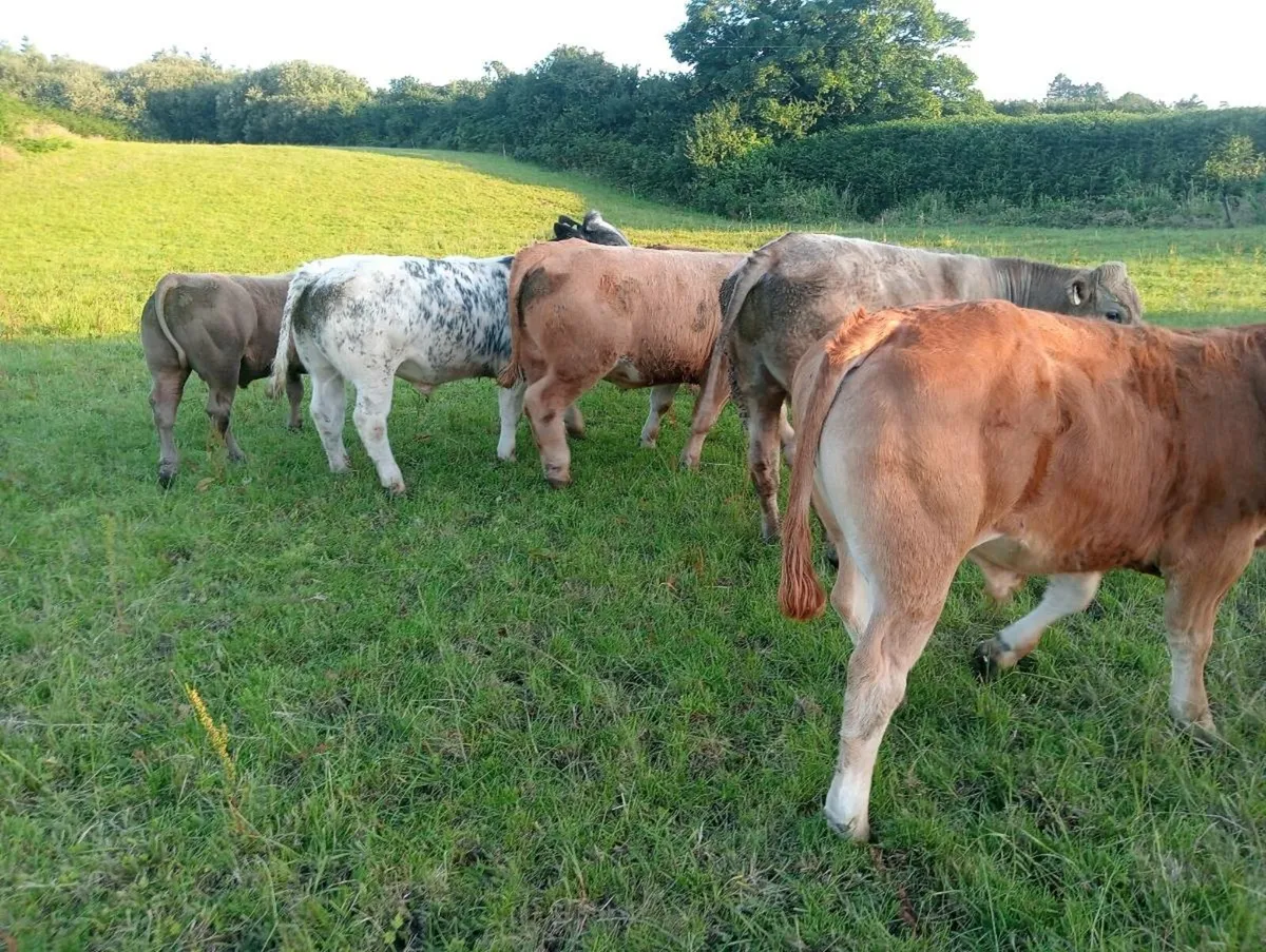 Organic Bullock's skibbereen mart next Fri 25th - Image 3