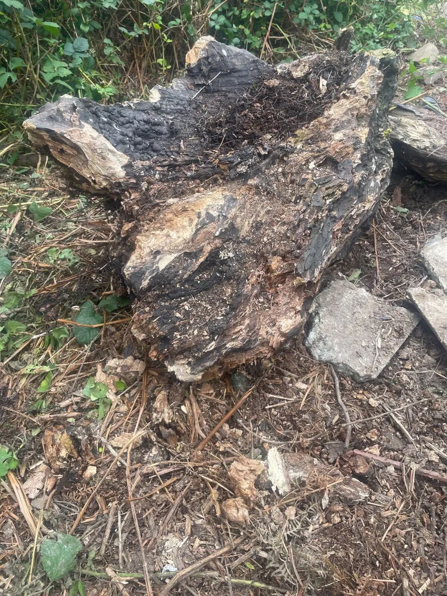 Petrified Wood – Ideal for outdoor ponds - Image 2
