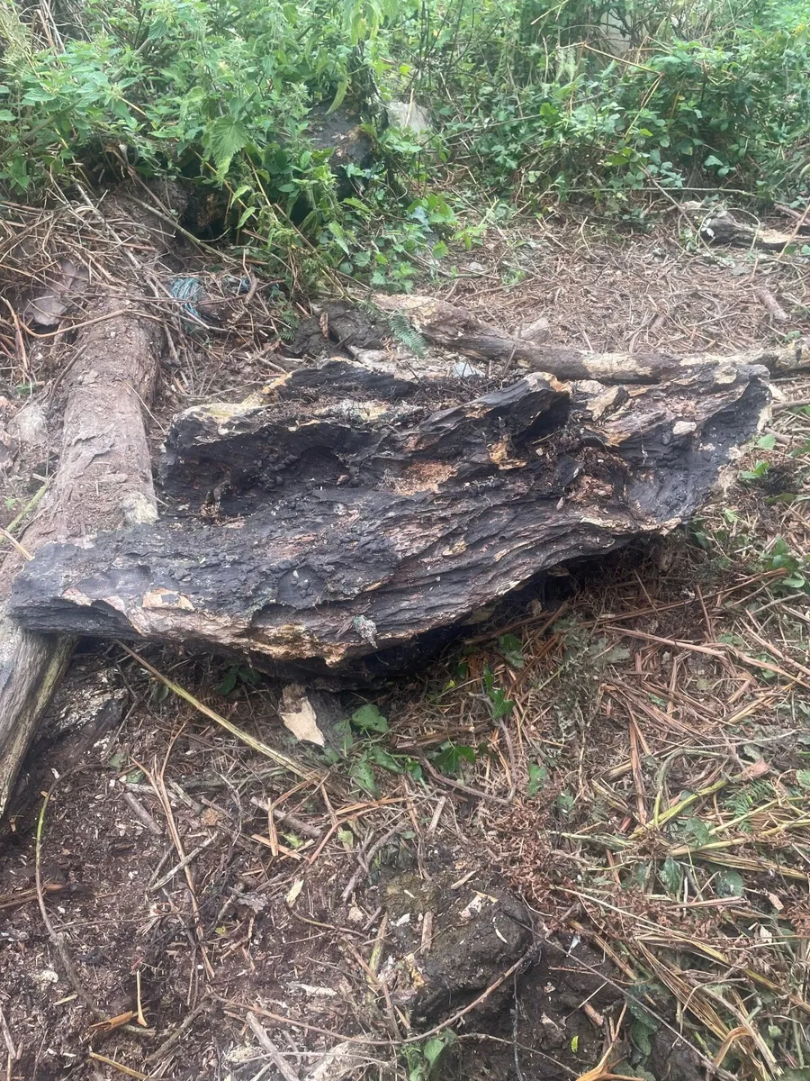 Petrified Wood – Ideal for outdoor ponds - Image 1