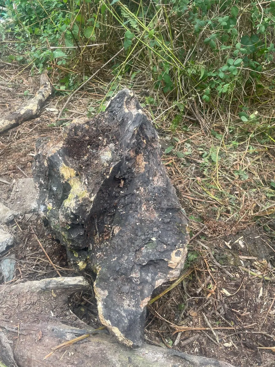 Petrified Wood – Ideal for outdoor ponds - Image 3