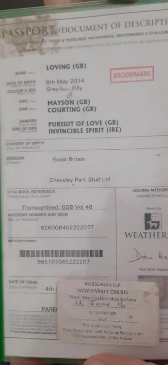 2 well bred T.B flat broodmares - Image 4