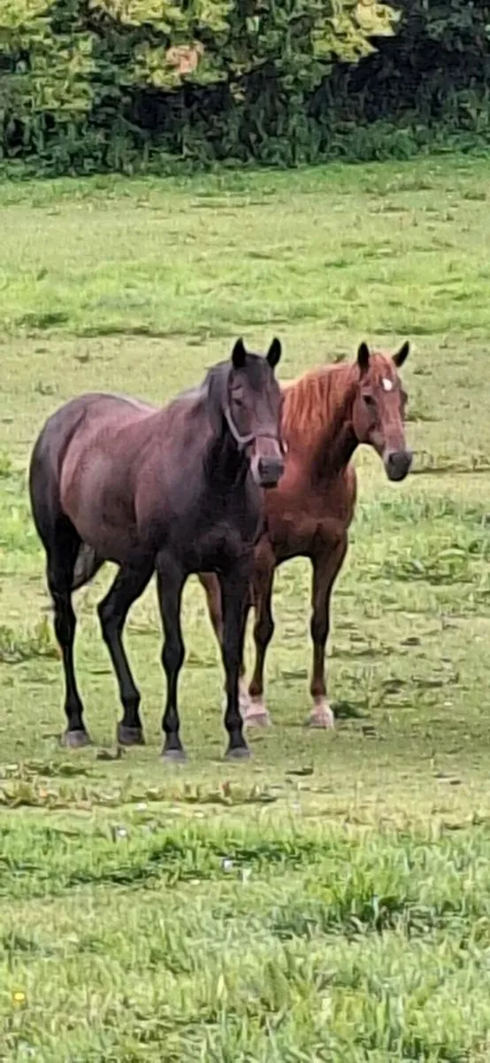 2 well bred T.B flat broodmares - Image 1