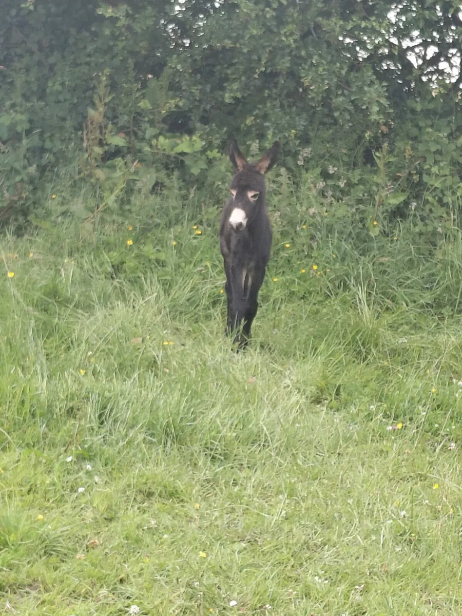Donkey Foal For Sale - Image 2